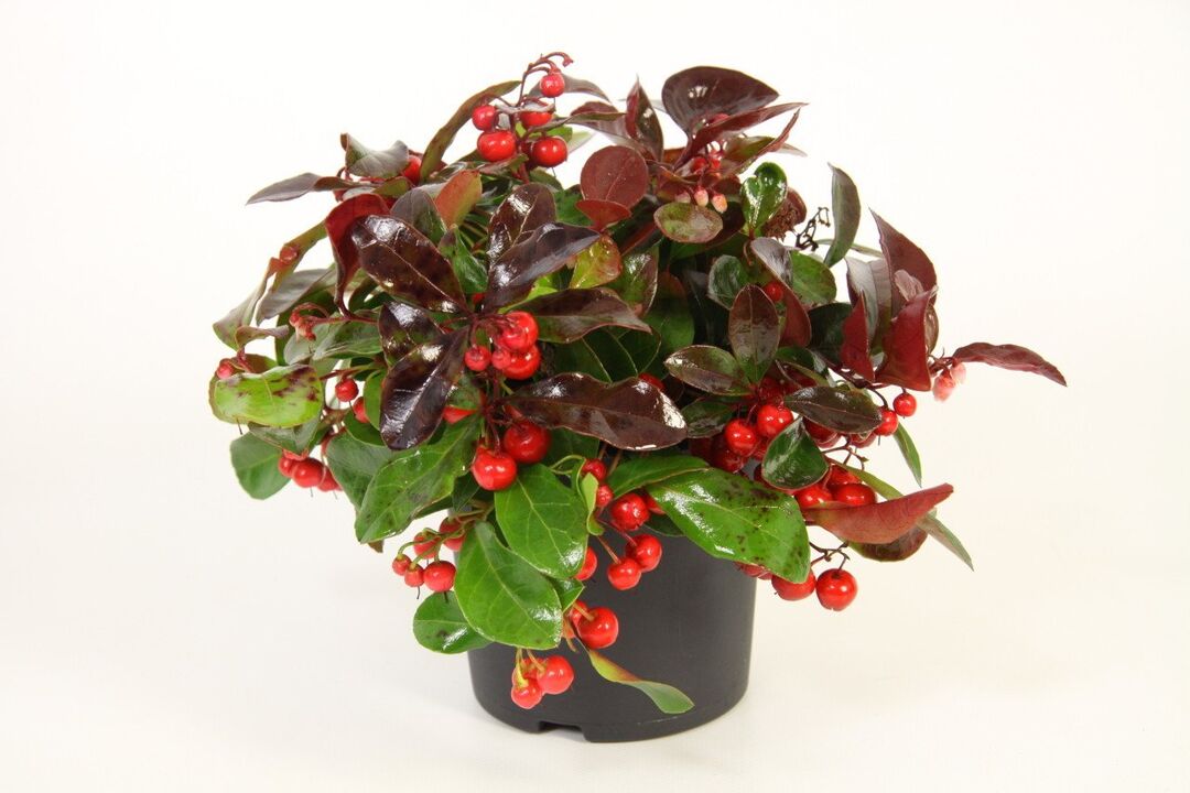 Wintergreen é o principal compoñente de Osteflex